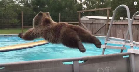 pool and bear pl